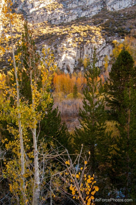 Aspen Forest-LifeForcePhotos.com-LA Photographer Christine Murphy