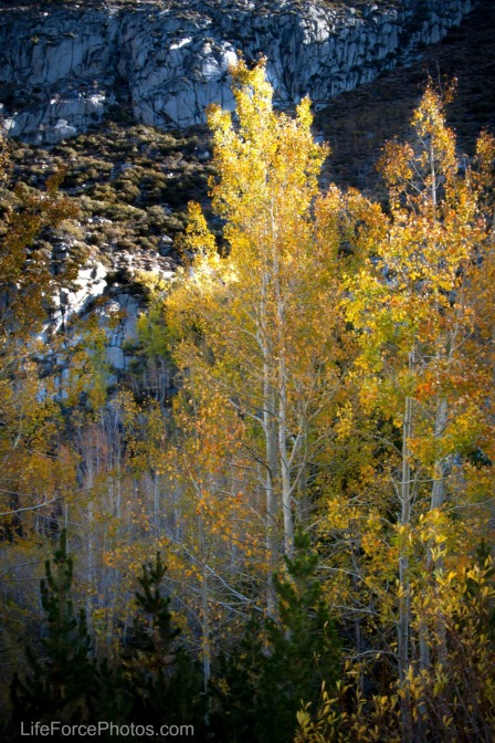Aspen Forest-LifeForcePhotos.com-Christine Murphy